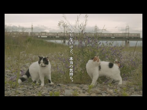 映画『猫は逃げた』予告編